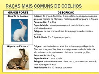 RAÇAS MAIS COMUNS DE COELHOS
GRADE PORTE DESCRIÇÃO
Gigante de bouscat Origem: de origem francesa, é o resultado de cruzamentos entre
as raças Gigante de Flandres, Prateado de Champagne e Angorá
Peso médio: 5 a 8 kg
Especialidade: de corpo alongado é mais indicado para
produção de carne
Pelagem: de cor branco albino, tem pelagem média macia e
sedosa.
Prolificidade: 7 a 8 láparos por parto.
Gigante de Espanha Origem: resultado de cruzamentos entre as raças Gigante de
Flandres e espanholas, teve sua origem na cidade de Valencia,
são animais muito resistentes, rústicos e bastante prolífero.
Peso médio: 5 a 8 kg.
Especialidade: carne e pele.
Pelagem: comumente na cor cinza pardo, mas com um variação
para a pelagem branca.
Prolificidade: 8 a 12 láparos por parto.
 