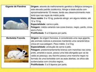 Gigante de Flandres Origem: através de melhoramento genético a Bélgica conseguiu
este elevado padrão zootécnico. Atinge a idade adulta com
aproximadamente 12 meses, tendo seu desenvolvimento mais
lento que nas raças de médio porte.
Peso médio: 5 a 10 kg, podendo atingir, em alguns relatos, até
12 a 13 kg
Especialidade: carne e pele.
Pelagem: média variando nas cores branco, negro, pardo, cinza,
azul e fulvo.
Prolificidade: 5 a 8 láparos por parto.
Borboleta Francês Origem: de origem francesa, é considerada uma raça gigante,
são animais rústicos e precoces mantendo uma característica
única em sua pelagem. Peso médio: 3 a 5 kg
Especialidade: produção de carne e pele.
Pelagem: predominantemente branca com manchas nas cores
preto, amarelo e azuis, possui uma lista alongada que vai da
calda ao pescoço, seu focinho possui uma mancha negra no
formato de uma borboleta com as asas abertas, os olhos são
evidenciados com círculos negros.
Prolificidade: 5 a 8 láparos por parto.
 