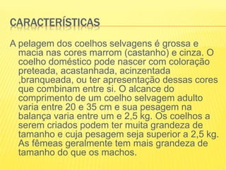 CARACTERÍSTICAS
A pelagem dos coelhos selvagens é grossa e
macia nas cores marrom (castanho) e cinza. O
coelho doméstico pode nascer com coloração
preteada, acastanhada, acinzentada
,branqueada, ou ter apresentação dessas cores
que combinam entre si. O alcance do
comprimento de um coelho selvagem adulto
varia entre 20 e 35 cm e sua pesagem na
balança varia entre um e 2,5 kg. Os coelhos a
serem criados podem ter muita grandeza de
tamanho e cuja pesagem seja superior a 2,5 kg.
As fêmeas geralmente tem mais grandeza de
tamanho do que os machos.
 