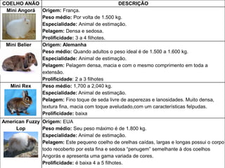 COELHO ANÃO DESCRIÇÃO
Mini Angorá Origem: França.
Peso médio: Por volta de 1.500 kg.
Especialidade: Animal de estimação.
Pelagem: Densa e sedosa.
Prolificidade: 3 a 4 filhotes.
Mini Belier Origem: Alemanha
Peso médio: Quando adultos o peso ideal é de 1.500 a 1.600 kg.
Especialidade: Animal de estimação.
Pelagem: Pelagem densa, macia e com o mesmo comprimento em toda a
extensão.
Prolificidade: 2 a 3 filhotes
Mini Rex Peso médio: 1,700 a 2,040 kg.
Especialidade: Animal de estimação.
Pelagem: Fino toque de seda livre de asperezas e lanosidades. Muito densa,
textura fina, macia com toque aveludado,com um características felpudas.
Prolificidade: baixa
American Fuzzy
Lop
Origem: EUA
Peso médio: Seu peso máximo é de 1.800 kg.
Especialidade: Animal de estimação.
Pelagem: Este pequeno coelho de orelhas caídas, largas e longas possui o corpo
todo recoberto por esta fina e sedosa “penugem” semelhante à dos coelhos
Angorás e apresenta uma gama variada de cores.
Prolificidade: é baixa 4 a 5 filhotes.
 