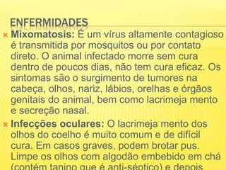 ENFERMIDADES
 Mixomatosis: É um vírus altamente contagioso
é transmitida por mosquitos ou por contato
direto. O animal infectado morre sem cura
dentro de poucos dias, não tem cura eficaz. Os
sintomas são o surgimento de tumores na
cabeça, olhos, nariz, lábios, orelhas e órgãos
genitais do animal, bem como lacrimeja mento
e secreção nasal.
 Infecções oculares: O lacrimeja mento dos
olhos do coelho é muito comum e de difícil
cura. Em casos graves, podem brotar pus.
Limpe os olhos com algodão embebido em chá
 
