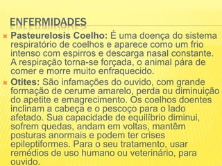 ENFERMIDADES
 Pasteurelosis Coelho: É uma doença do sistema
respiratório de coelhos e aparece como um frio
intenso com espirros e descarga nasal constante.
A respiração torna-se forçada, o animal pára de
comer e morre muito enfraquecido.
 Otites: São infamações do ouvido, com grande
formação de cerume amarelo, perda ou diminuição
do apetite e emagrecimento. Os coelhos doentes
inclinam a cabeça e o pescoço para o lado
afetado. Sua capacidade de equilíbrio diminui,
sofrem quedas, andam em voltas, mantêm
posturas anormais e podem ter crises
epileptiformes. Para o seu tratamento, usar
remédios de uso humano ou veterinário, para
ouvido.
 