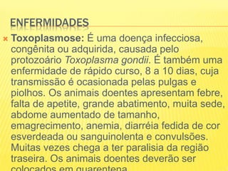 ENFERMIDADES
 Toxoplasmose: É uma doença infecciosa,
congênita ou adquirida, causada pelo
protozoário Toxoplasma gondii. É também uma
enfermidade de rápido curso, 8 a 10 dias, cuja
transmissão é ocasionada pelas pulgas e
piolhos. Os animais doentes apresentam febre,
falta de apetite, grande abatimento, muita sede,
abdome aumentado de tamanho,
emagrecimento, anemia, diarréia fedida de cor
esverdeada ou sanguinolenta e convulsões.
Muitas vezes chega a ter paralisia da região
traseira. Os animais doentes deverão ser
 