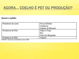 AGORA... COELHO É PET OU PRODUÇÃO?
 