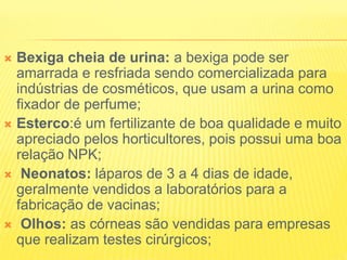  Bexiga cheia de urina: a bexiga pode ser
amarrada e resfriada sendo comercializada para
indústrias de cosméticos, que usam a urina como
fixador de perfume;
 Esterco:é um fertilizante de boa qualidade e muito
apreciado pelos horticultores, pois possui uma boa
relação NPK;
 Neonatos: láparos de 3 a 4 dias de idade,
geralmente vendidos a laboratórios para a
fabricação de vacinas;
 Olhos: as córneas são vendidas para empresas
que realizam testes cirúrgicos;
 