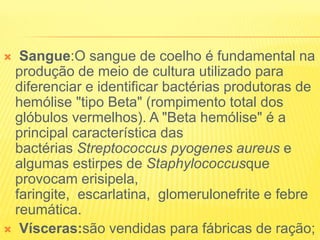  Sangue:O sangue de coelho é fundamental na
produção de meio de cultura utilizado para
diferenciar e identificar bactérias produtoras de
hemólise "tipo Beta" (rompimento total dos
glóbulos vermelhos). A "Beta hemólise" é a
principal característica das
bactérias Streptococcus pyogenes aureus e
algumas estirpes de Staphylococcusque
provocam erisipela,
faringite, escarlatina, glomerulonefrite e febre
reumática.
 Vísceras:são vendidas para fábricas de ração;
 