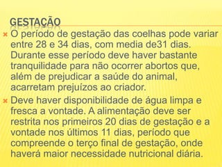 GESTAÇÃO
 O período de gestação das coelhas pode variar
entre 28 e 34 dias, com media de31 dias.
Durante esse período deve haver bastante
tranquilidade para não ocorrer abortos que,
além de prejudicar a saúde do animal,
acarretam prejuízos ao criador.
 Deve haver disponibilidade de água limpa e
fresca a vontade. A alimentação deve ser
restrita nos primeiros 20 dias de gestação e a
vontade nos últimos 11 dias, período que
compreende o terço final de gestação, onde
haverá maior necessidade nutricional diária.
 