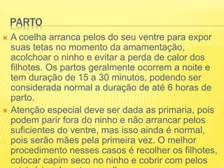 PARTO
 A coelha arranca pelos do seu ventre para expor
suas tetas no momento da amamentação,
acolchoar o ninho e evitar a perda de calor dos
filhotes. Os partos geralmente ocorrem a noite e
tem duração de 15 a 30 minutos, podendo ser
considerada normal a duração de até 6 horas de
parto.
 Atenção especial deve ser dada as primaria, pois
podem parir fora do ninho e não arrancar pelos
suficientes do ventre, mas isso ainda é normal,
pois serão mães pela primeira vez. O melhor
procedimento nesses casos é recolher os filhotes,
colocar capim seco no ninho e cobrir com pelos
 