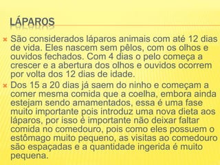 LÁPAROS
 São considerados láparos animais com até 12 dias
de vida. Eles nascem sem pêlos, com os olhos e
ouvidos fechados. Com 4 dias o pelo começa a
crescer e a abertura dos olhos e ouvidos ocorrem
por volta dos 12 dias de idade.
 Dos 15 a 20 dias já saem do ninho e começam a
comer mesma comida que a coelha, embora ainda
estejam sendo amamentados, essa é uma fase
muito importante pois introduz uma nova dieta aos
láparos, por isso é importante não deixar faltar
comida no comedouro, pois como eles possuem o
estômago muito pequeno, as visitas ao comedouro
são espaçadas e a quantidade ingerida é muito
pequena.
 