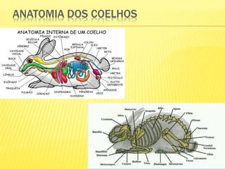 Coelhos bioclimatologia