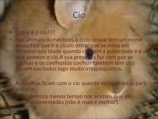 Cio O que é o cio??? Nos animais domésticos,o ciclo sexual tem um nome especifico que é o ciculo estral que se inicia em determinada idade quando chegam á poberdade e é aí que aparece o cio.A sua presença faz com que as coelhas e os coelhos(os coelhos também têm cio) fiquem excitados logo muito irrequequietos. As coelhas ficam com o cio quando estão prontas para acasalar. O cio demora menos tempo nos animais que são melhor alimentados (não é mais é melhor). 