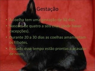 Gestação A coelha tem uma gestação de 30 dias. Nascem de quatro a seis crias (pode haver excepções). Durante 20 a 30 dias as coelhas amamentam os filhotes. Passado esse tempo estão prontas a acasalar de novo. 