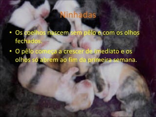 Ninhadas Os coelhos nascem sem pêlo e com os olhos fechados. O pêlo começa a crescer de imediato e os olhos só abrem ao fim da primeira semana. 