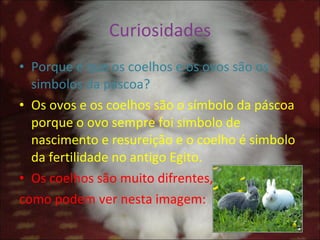 Curiosidades Porque é que os coelhos e os ovos são os simbolos da páscoa? Os ovos e os coelhos são o símbolo da páscoa porque o ovo sempre foi simbolo de nascimento e resureição e o coelho é simbolo da fertilidade no antigo Egito. Os coelhos são muito difrentes, como podem ver nesta imagem: 
