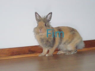 Fim  