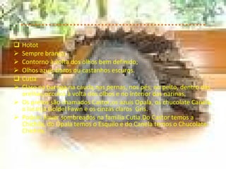 ..................................................... Hotot Sempre branca; Contorno à volta dos olhos bem definido; Olhos azuis claros ou castanhos escuros. Cutia Claro na barriga,na cauda,nas pernas, nos pés, no peito, dentro das orelhas,circulos à volta dos olhos e no interior das narinas. Os pretos são chamados Castor,os azuis Opala, os chucolate Canela, o laranja Goldel Fawn e os cinzas claros  Gris. Podem haver sombreados na familia Cutia.Do Castor temos a Chichila, do Opala temos o Esquilo e do Canela temos o Chucolate-Chichila. 