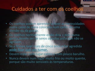 Cuidados a ter com os coelhos   Os coelhos podem aprender a fazer as necessidades numa caixa de areia colocada num canto de uma divisão ou da gaiola.  Os coelhos normalmente estão dois a dois numa gaiola,devem ser de sexos opostos para que não se agridam. Se a fêmea tiver mais de cinco anos e for agredida  pode ficar com um tumor. Devem estar num lugar calmo e com pouco barulho. Nunca devem num lugar muito frio ou muito quente, porque são muito sensíveis ás temperaturas. 