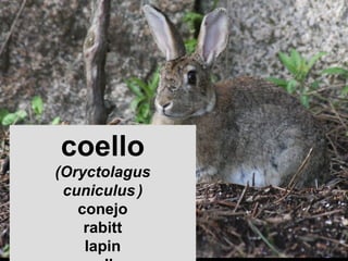 coello
(Oryctolagus
cuniculus )
conejo
rabitt
lapin

 