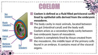 Comprehensive Study of Animal Kingdom Distribution Based on Coelom with ...