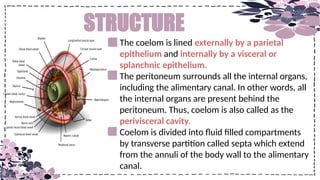 Comprehensive Study of Animal Kingdom Distribution Based on Coelom with ...
