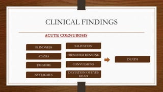 CLINICAL FINDINGS
BLINDNESS
ATAXIA
TREMORS
NYSTAGMUS
SALIVATION
FRENIZIED RUNNING
CONVULSIONS
DEVIATION OF EYES
HEAD
DEATH
ACUTE COENUROSIS
 
