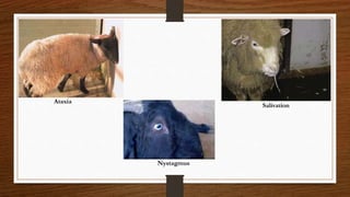 Ataxia
Nystagmus
Salivation
 