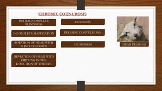PARTIAL/COMPLETE
BLINDNESS
DULLNESS
CLUMSINESS HEAD PRESSING
INCOMPLETE MASTICATION PERIODIC CONVULSIONS
ROTATION OF HEAD WITH
BLIND EYE DOWN
DEVIATION OF HEAD WITH
CIRCLING IN THE
DIRECTION OF THE EYE
CHRONIC COENUROSIS
 