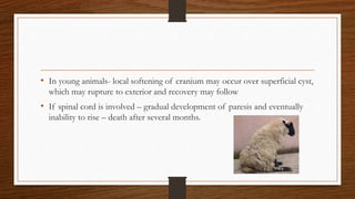 • In young animals- local softening of cranium may occur over superficial cyst,
which may rupture to exterior and recovery may follow
• If spinal cord is involved – gradual development of paresis and eventually
inability to rise – death after several months.
 