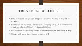 TREATMENT & CONTROL
• Surgical removal of cyst with complete recovery is possible in majority of
the cases.
• Best results are observed – albendazole (25mg/kg) orally Or in combination
with fenbendazole (500mg), praziquantel (500mg)
• Life cycle can be broken by control of mature tapeworm infestation in dogs
• Carcass with larval stages should be incinerated.
 