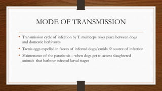 MODE OF TRANSMISSION
• Transmission cycle of infection by T. multiceps takes place between dogs
and domestic herbivores
• Taenia eggs expelled in faeces of infected dogs/canids  source of infection
• Maintenance of the parasitosis – when dogs get to access slaughtered
animals that harbour infected larval stages
 
