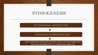 PATHOGENESIS
FAECES WITH EGGS - DEFINITIVE HOST
INGESTED BY INTERMEDIATE HOST
ONCOSPHERES PENETRATE THE WALL OF S.I & THROUGH
BLOOD DISTRIBUTED TO TISSUES & ORGANS
 