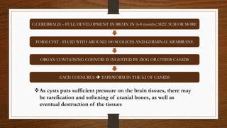 C.CEREBRALIS – FULL DEVELOPMENT IN BRAIN IN (6-8 months) SIZE 5CM OR MORE
FORM CYST - FLUID WITH AROUND 100 SCOLICES AND GERMINAL MEMBRANE
ORGAN CONTAINING COENURI IS INGESTED BY DOG OR OTHER CANIDS
EACH COENURUS  TAPEWORM IN THE S.I OF CANIDS
As cysts puts sufficient pressure on the brain tissues, there may
be rarefication and softening of cranial bones, as well as
eventual destruction of the tissues
 
