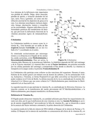 Termodinámica, Cinética y Enzimas
maov/mlvm/10
Los síntomas de la deficiencia más importantes
son pérdida de cabello, fatiga, dolor muscular,
pérdida de apetito, e irritación alrededor de los
ojos, nariz, boca y genitales, así como una dis-
tribución anormal de los depósitos de grasa en la
cara. Los síntomas neurológicos incluyen depre-
sión, letargo, alucinación, mareos y cosquilleo
en las extremidades. Algunos individuos con en-
fermedades genéticas del metabolismo de bioti-
na, que provocan la deficiencia funcional de la
vitamina presentan signos de inmunodeficien-
cia.
Cobalamina
La Cobalamina también se conoce como la vi-
tamina B12. Está formada por un anillo de Te-
trapirrol llamado Corrinoide con un ión Co-
balto (Co2+
) coordinado en el centro.
Es sintetizada exclusivamente por microorga-
nismos y se almacena en el hígado de los anima-
les, unida a proteínas, como Metilcobalamina o
Desoxiadenosilcobalamina. Para ser activa, la
vitamina debe liberarse de la proteína por hidrólisis. La hidrólisis depende del HCl del estómago
y de la Tripsina intestinal. La vitamina libre se une al Factor Intrínseco, una proteína secretada
por las células parietales del estómago y transportada al Íleo donde se absorbe. La vitamina se
transporta en la sangre unida a la proteína Transcobalamina II.
La Cobalamina sólo participa como cofactor en dos reacciones del organismo. Durante el meta-
bolismo de los ácidos grasos con número non de átomos de carbono, y de los aminoácidos Vali-
na, Isoleucina y Treonina, se forma Propionil-CoA que debe convertirse en Succinil-CoA para
poder oxidarse en el Ciclo de Krebs. La última reacción de la vía es catalizada por la enzima Me-
tilmalonil-CoA Mutasa que usa como cofactor la 5’-Metilcobalamina para transformar la Metil-
malonil-CoA en Succinil-CoA.
La segunda reacción en que participa la vitamina B12 es catalizada por la Metionina Sintetasa. La
reacción consiste en la transferencia del metilo proveniente del N5
-Metiltetrahidrofolato a la
Hidroxicobalamina, para después transferirlo a la Homocisteína.
Deficiencia de Vitamina B12
El Hígado puede almacenar vitamina B12 en cantidad suficiente para llenar los requerimientos du-
rante seis años, por lo que la deficiencia de esta vitamina es rara. La Anemia Perniciosa es un ti-
po de anemia megaloblásticaxi
provocada por la falta de vitamina B12, que se desarrolla a causa
de la carencia del factor intrínseco estomacal y la pobre absorción de Cobalamina.
La anemia resulta de la falta de síntesis de DNA debido al bloqueo de la síntesis de Purinas y Ti-
midina. El bloqueo de la síntesis de nucleótidos es consecuencia del efecto de la vitamina B12 en
O P
O
O
O
CH3
N N
NN
CH3
CH3
CH2
CH3
CH2
CH2
CH2
CH3
CH3CH2
CH2
CO
NH
CH2
CHCH3
CH2 C NH2
O
CH2 C NH2
O
C NH2
O
CH2
C
NH2
O
CH2
CNH2
O
CH2
C
NH2
O
Co
+
O
N
N
CH3
CH3
OH
CH2 OH
CH3
CH3
Figura 14. Cobalamina
 
