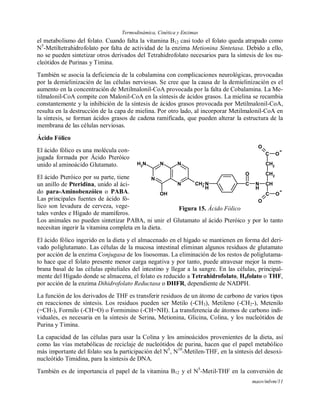 Termodinámica, Cinética y Enzimas
maov/mlvm/11
el metabolismo del folato. Cuando falta la vitamina B12 casi todo el folato queda atrapado como
N5
-Metiltetrahidrofolato por falta de actividad de la enzima Metionina Sintetasa. Debido a ello,
no se pueden sintetizar otros derivados del Tetrahidrofolato necesarios para la síntesis de los nu-
cleótidos de Purinas y Timina.
También se asocia la deficiencia de la cobalamina con complicaciones neurológicas, provocadas
por la demielinización de las células nerviosas. Se cree que la causa de la demielinización es el
aumento en la concentración de Metilmalonil-CoA provocada por la falta de Cobalamina. La Me-
tilmalonil-CoA compite con Malonil-CoA en la síntesis de ácidos grasos. La mielina se recambia
constantemente y la inhibición de la síntesis de ácidos grasos provocada por Metilmalonil-CoA,
resulta en la destrucción de la capa de mielina. Por otro lado, al incorporar Metilmalonil-CoA en
la síntesis, se forman ácidos grasos de cadena ramificada, que pueden alterar la estructura de la
membrana de las células nerviosas.
Ácido Fólico
El ácido fólico es una molécula con-
jugada formada por Ácido Pteróico
unido al aminoácido Glutamato.
El ácido Pteróico por su parte, tiene
un anillo de Pteridina, unido al áci-
do para-Aminobenzóico o PABA.
Las principales fuentes de ácido fó-
lico son levadura de cerveza, vege-
tales verdes e Hígado de mamíferos.
Los animales no pueden sintetizar PABA, ni unir el Glutamato al ácido Pteróico y por lo tanto
necesitan ingerir la vitamina completa en la dieta.
El ácido fólico ingerido en la dieta y el almacenado en el hígado se mantienen en forma del deri-
vado poliglutamato. Las células de la mucosa intestinal eliminan algunos residuos de glutamato
por acción de la enzima Conjugasa de los lisosomas. La eliminación de los restos de poliglutama-
to hace que el folato presente menor carga negativa y por tanto, puede atravesar mejor la mem-
brana basal de las células epiteliales del intestino y llegar a la sangre. En las células, principal-
mente del Hígado donde se almacena, el folato es reducido a Tetrahidrofolato, H4folato o THF,
por acción de la enzima Dihidrofolato Reductasa o DHFR, dependiente de NADPH.
La función de los derivados de THF es transferir residuos de un átomo de carbono de varios tipos
en reacciones de síntesis. Los residuos pueden ser Metilo (-CH3), Metileno (-CH2-), Metenilo
(=CH-), Formilo (-CH=O) o Formimino (-CH=NH). La transferencia de átomos de carbono indi-
viduales, es necesaria en la síntesis de Serina, Metionina, Glicina, Colina, y los nucleótidos de
Purina y Timina.
La capacidad de las células para usar la Colina y los aminoácidos provenientes de la dieta, así
como las vías metabólicas de reciclaje de nucleótidos de purina, hacen que el papel metabólico
más importante del folato sea la participación del N5
, N10
-Metilen-THF, en la síntesis del desoxi-
nucleótido Timidina, para la síntesis de DNA.
También es de importancia el papel de la vitamina B12 y el N5
-Metil-THF en la conversión de
N
N
N
NNH2
OH
CH2
N
H
C N
H
O
CH
C
CH2
CH2
C O
O
O
O
Figura 15. Ácido Fólico
 