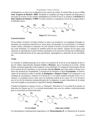 Termodinámica, Cinética y Enzimas
maov/mlvm/13
extrahepáticos se inicia con la hidrólisis de los esteres de retinol. El retinol libre se une a la Pro-
teína Aceptora de Retinol o RBP, formando un complejo que llega al aparato de Golgi para su
secreción al exterior. En los tejidos extrahepáticos el retinol se une a su receptor, la Proteína Ce-
lular Fijadora de Retinol o CRBP. El ácido retinóico se transporta a través de la sangre unido a
la albúmina sérica.
CH3
CH3
CH3
CH3
CH3 CH3
CH3
CH3
CH3
CH3
Figura 17. -Caroteno
Control Genético
En las células, el retinol y el ácido retinóico se unen a sus receptores. Los complejos formados in-
teractúan con secuencias específicas en varios genes involucrados en el crecimiento y la diferen-
ciación celular, afectando su expresión. En este sentido el retinol y el ácido retinóico se conside-
ran como hormonas. La vitamina D, también actúa de esta manera. Algunos de los genes cuya
expresión es afectada por el ácido retinóico participan en los procesos iniciales de la embriogéne-
sis como la diferenciación de las capas germinales, organogénesis y desarrollo de las extremida-
des.
Visión
La vitamina A también participa en la visión. La recepción de la luz en el ojo depende de dos ti-
pos de células especializadas llamadas Conos y Bastones, que se localizan en la retina. Ambas
células contienen pigmentos fotorreceptores en la membrana. El compuesto fotorreceptor del ojo
de la mayoría de los mamíferos es una proteína llamada Opsina, que tiene unida en forma cova-
lente una molécula de retinaldehido. La opsina de los bastones se llama Escotopsina. El fotorre-
ceptor de los bastones recibe el nombre de Rodopsina o Púrpura Visual. Este compuesto es un
complejo de escotopsina y vitamina A en forma de 11-cis-retinal, también conocido como 11-cis-
retineno. La rodopsina cruza varias veces la membrana celular de los conos. El 11-cis-retinal se
une en tres de los dominios transmembranales de la rodopsina. La parte intracelular de la rodop-
sina está acoplada a una proteína G específica llamada Transducina.
Cuando la rodopsina se expone a la luz, se “blanquea", liberando el 11-cis-retinal de la opsina. La
absorción de fotones por el 11-cis-retinal desencadena una serie de cambios conformacionales
para su conversión en retinal todo trans.
CH3
CH3
11
CH3
CH3
CH3
CH
O

CH3
CH3
11
CH
CH3
CH3
CH3
O
11-cis-retinal todo trans-retinal
Un intermediario conformacional importante es la Metarodopsina II. La liberación de la opsina
 