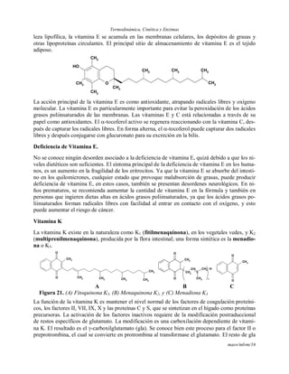 Termodinámica, Cinética y Enzimas
maov/mlvm/16
leza lipofílica, la vitamina E se acumula en las membranas celulares, los depósitos de grasas y
otras lipoproteínas circulantes. El principal sitio de almacenamiento de vitamina E es el tejido
adiposo.
O
CH3
OH
CH3
CH3
CH3
CH3
CH3
CH3
CH3
La acción principal de la vitamina E es como antioxidante, atrapando radicales libres y oxígeno
molecular. La vitamina E es particularmente importante para evitar la peroxidación de los ácidos
grasos poliinsaturados de las membranas. Las vitaminas E y C está relacionadas a través de su
papel como antioxidantes. El -tocoferol activo se regenera reaccionando con la vitamina C, des-
pués de capturar los radicales libres. En forma alterna, el -tocoferol puede capturar dos radicales
libres y después conjugarse con glucuronato para su excreción en la bilis.
Deficiencia de Vitamina E.
No se conoce ningún desorden asociado a la deficiencia de vitamina E, quizá debido a que los ni-
veles dietéticos son suficientes. El síntoma principal de la deficiencia de vitamina E en los huma-
nos, es un aumento en la fragilidad de los eritrocitos. Ya que la vitamina E se absorbe del intesti-
no en los quilomicrones, cualquier estado que provoque malabsorción de grasas, puede producir
deficiencia de vitamina E, en estos casos, también se presentan desordenes neurológicos. En ni-
ños prematuros, se recomienda aumentar la cantidad de vitamina E en la fórmula y también en
personas que ingieren dietas altas en ácidos grasos poliinsaturados, ya que los ácidos grasos po-
liinsaturados forman radicales libres con facilidad al entrar en contacto con el oxígeno, y esto
puede aumentar el riesgo de cáncer.
Vitamina K
La vitamina K existe en la naturaleza como K1 (fitilmenaquinona), en los vegetales vedes, y K2
(multiprenilmenaquinona), producida por la flora intestinal; una forma sintética es la menadio-
na o K3.
CH3
CH3
CH3
CH3
CH3 CH3
O
O
CH3
CH2
O
O
CH
C
CH2
CH3 n
H
CH3
O
O
A B C
Figura 21. (A) Fitoquinona K1, (B) Menaquinona K2, y (C) Menadiona K3
La función de la vitamina K es mantener el nivel normal de los factores de coagulación proteíni-
cos, los factores II, VII, IX, X y las proteínas C y S, que se sintetizan en el hígado como proteínas
precursoras. La activación de los factores inactivos requiere de la modificación postraduccional
de restos específicos de glutamato. La modificación es una carboxilación dependiente de vitami-
na K. El resultado es el -carboxilglutamato (gla). Se conoce bien este proceso para el factor II o
preprotrombina, el cual se convierte en protrombina al transformase el glutamato. El resto de gla
 