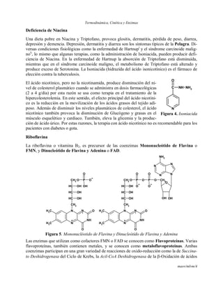 Termodinámica, Cinética y Enzimas
maov/mlvm/4
Deficiencia de Niacina
Una dieta pobre en Niacina y Triptofano, provoca glositis, dermatitis, pérdida de peso, diarrea,
depresión y demencia. Depresión, dermatitis y diarrea son los síntomas típicos de la Pelagra. Di-
versas condiciones fisiológicas como la enfermedad de Hartnupi
y el síndrome carcinoide malig-
noii
, lo mismo que algunas terapias, como la administración de Isoniacida, pueden producir defi-
ciencia de Niacina. En la enfermedad de Hartnup la absorción de Triptofano está disminuida,
mientras que en el síndrome carcinoide maligno, el metabolismo de Triptofano está alterado y
produce exceso de Serotonina. La Isoniacida (hidrazida del ácido isonicotínico) es el fármaco de
elección contra la tuberculosis.
El ácido nicotínico, pero no la nicotinamida, produce disminución del ni-
vel de colesterol plasmático cuando se administra en dosis farmacológicas
(2 a 4 g/día) por esta razón se usa como terapia en el tratamiento de la
hipercolesterolemia. En este sentido, el efecto principal del ácido nicotíni-
co es la reducción en la movilización de los ácidos grasos del tejido adi-
poso. Además de disminuir los niveles plasmáticos de colesterol, el ácido
nicotínico también provoca la disminución de Glucógeno y grasas en el
músculo esquelético y cardiaco. También, eleva la glicemia y la produc-
ción de ácido úrico. Por estas razones, la terapia con ácido nicotínico no es recomendable para los
pacientes con diabetes o gota.
Riboflavina
La riboflavina o vitamina B2, es precursor de las coenzimas Mononucleótido de Flavina o
FMN, y Dinucleótido de Flavina y Adenina o FAD.
NH
N
1
N
5
NCH3
CH3
O
O
CH2
CH
CH
CH
CH2
O
OH
OH
OH
P O
OH
O
N
N
N
N
O
NH
N
1
N
5
NCH3
CH3
O
O
CH2
CH
CH
CH
CH2
O
OH
OH
OH
P O
O
O
P O
O
O
CH2
NH2
OH OH
Figura 5. Mononucléotido de Flavina y Dinucleótido de Flavina y Adenina
Las enzimas que utilizan como cofactores FMN o FAD se conocen como Flavoproteínas. Varias
flavoproteínas, también contienen metales, y se conocen como metaloflavoproteínas. Ambas
coenzimas participan en una gran variedad de reacciones de oxido-reducción como la de Succina-
to Deshidrogenasa del Ciclo de Krebs, la Acil-CoA Deshidrogenasa de la -Oxidación de ácidos
C NH
O
NH2
N
Figura 4. Isoniacida
 