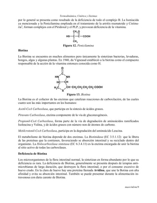 Termodinámica, Cinética y Enzimas
maov/mlvm/9
por lo general se presenta como resultado de la deficiencia de todo el complejo B. La Isoniacida
ya mencionada y la Penicilamina empleada en el tratamiento de la artritis reumatoide y Cistinu-
riax
, forman complejos con el Piridoxal y el PLP, y provocan deficiencia de la vitamina.
SH C C COOH
CH3
CH3
O
Figura 12. Penicilamina
Biotina
La Biotina se encuentra en muchos alimentos pero únicamente la sintetizan bacterias, levaduras,
hongos, algas y algunas plantas. En 1940, du Vigneaud estableció a la biotina como el compuesto
responsable de la acción de la vitamina entonces conocida como H.
CH2
COOH
CH
CH2
S
CH
CH
NH
C
NH
O
CH2
CH2
CH2
Figura 13. Biotina
La Biotina es el cofactor de las enzimas que catalizan reacciones de carboxilación, de las cuales
cuatro son las más importantes en los humanos:
Acetil-CoA Carboxilasa, que participa en la síntesis de ácidos grasos.
Piruvato Carboxilasa, enzima componente de la vía de gluconeogénesis.
Propionil-CoA Carboxilasa, forma parte de la vía de degradación de aminoácidos ramificados
Isoleucina y Valina, y de ácidos grasos con número non de átomos de carbono.
Metilcrotonil-CoA Carboxilasa, participa en la degradación del aminoácido Leucina.
El metabolismo de biotina depende de dos enzimas. La Biotinidasa (EC 3.5.1.12) que la libera
de las proteínas que la contienen, favoreciendo se absorción intestinal y su reciclado dentro del
organismo. La Holocarboxilasa sintetasa (EC 6.3.4.11) es la enzima encargada de unir la biotina
al sitio activo de todas las carboxilasas.
Deficiencia de Biotina
Los microorganismos de la flora intestinal normal, la sintetizan en forma abundante por lo que su
deficiencia es rara. La deficiencia de Biotina, generalmente se presenta después de terapias anti-
microbianas de larga duración, que destruyen la flora intestinal, o por el consumo excesivo de
huevo crudo. En la clara de huevo hay una proteína llamada Avidina, que une la Botina con alta
afinidad y evita su absorción intestinal. También se puede presentar durante la alimentación in-
travenosa con dieta carente de Biotina.
 