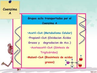 Grupos acilo transportados por el
Coenzima A
•Acetil-CoA (Metabolismo Celular)
•Propionil-CoA (Oxidacion Ácidos
Grasos y degradacion de Acc.)
•Acetoacetil-CoA (Sintesis de
Triglicéridos)
•Malonil-CoA (Biosintesis de acidos
grasos)
Coenzima
A
 