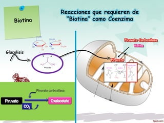 Biotina
Glucolisis
 