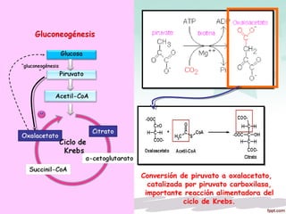 Conversión de piruvato a oxalacetato,
catalizada por piruvato carboxilasa,
importante reacción alimentadora del
ciclo de Krebs.
 