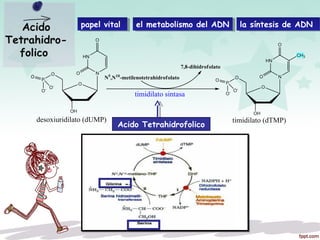 Acido
Tetrahidro-
folico
papel vitalpapel vital el metabolismo del ADNel metabolismo del ADN la síntesis de ADN la síntesis de ADN 
Acido Tetrahidrofolico
 