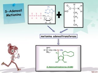 S-Adenosil
Metionina
metionina adenosiltransferasa
 