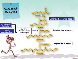 S-Adenosil
Metionina
Ornitina DescarboxilasaOrnitina Descarboxilasa
SAM
descarboxilasa
S- adenosil
Metionina
S- adenosil
Metionina
La SAM
descarboxilada
(Aminopropilo)
Espermidina Sintasa
Espermina Sintasa
 