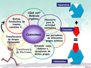 Coenzimas
Biotina,
Pirofosfato de
tiamina,
coenzima A...
¿Qué son?
Molécula
orgánica Necesaria
para la
actividad
enzimática
son portadores
 de diferentes
grupos químicos
Actuando como
dadores o
receptores de
dichos grupos.
Transferencia
de Electrones
Transferencia
de Grupos
Carbonados
Apoenzima
Coenzima
Holoenzima
 