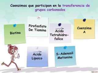 Acido
Tetrahidro-
folico
Biotina
Coenzima
A
Pirofosfato
De Tiamina
S-Adenosil
Metionina
 