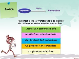Responsable de la transferencia de dióxido
de carbono en varias enzimas carboxilasa:
•Acetil-CoA carboxilasa alfa
•Acetil-CoA carboxilasa beta
•Metilcrotonil-CoA carboxilasa
•La propionil-CoA carboxilasa
•La piruvato carboxilasa
Biotina
 