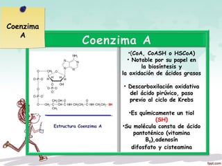 Estructura Coenzima A
•(CoA, CoASH o HSCoA)
• Notable por su papel en
la biosíntesis y
la oxidación de ácidos grasos
• Descarboxilación oxidativa
del ácido pirúvico, paso
previo al ciclo de Krebs
•Es químicamente un tiol
(SH)
•Su molécula consta de ácido
pantoténico (vitamina
B5),adenosín
difosfato y cisteamina
Coenzima
A
 