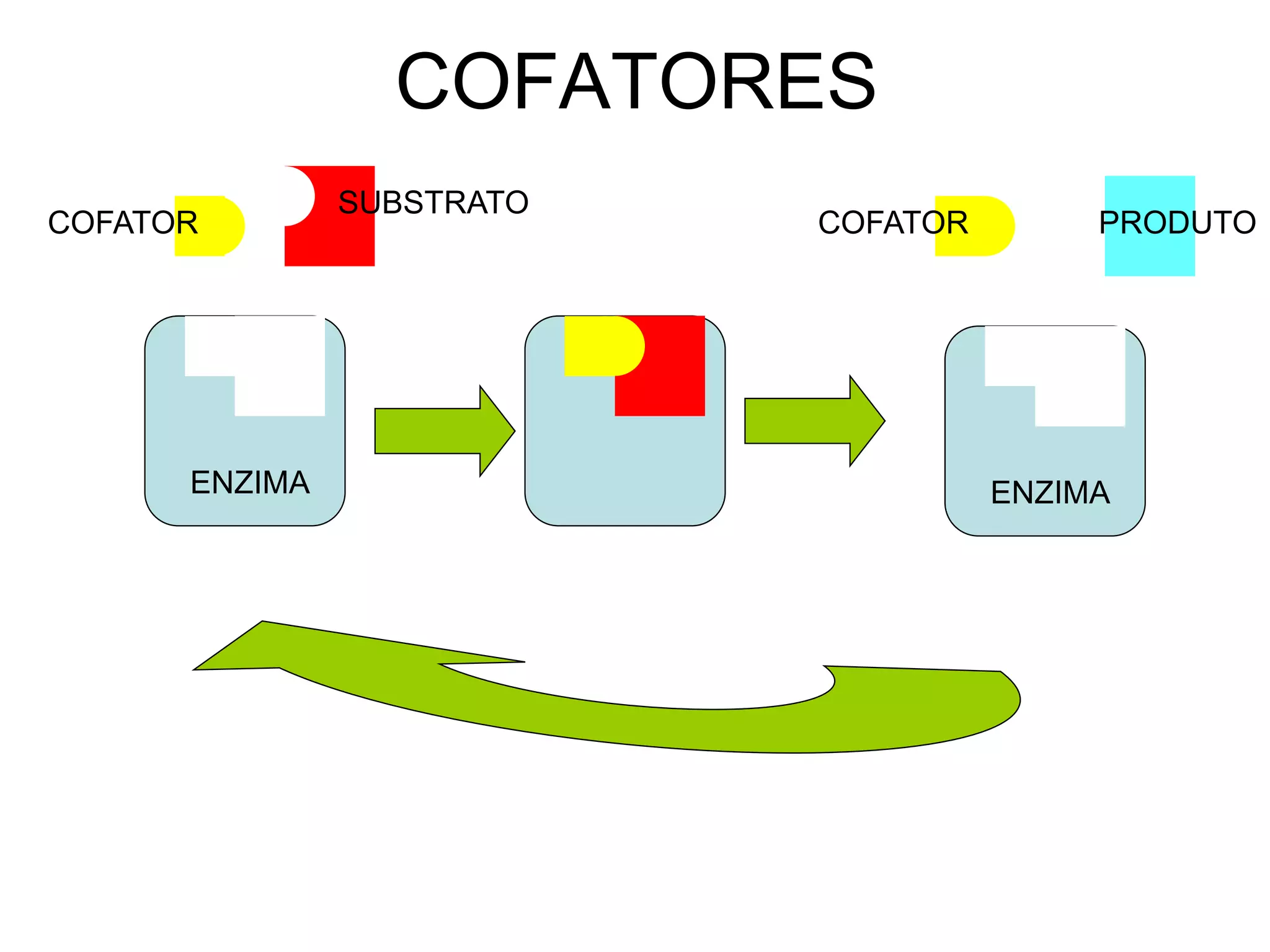 COFATORES
SUBSTRATO
COFATOR COFATOR PRODUTO
ENZIMA ENZIMA
