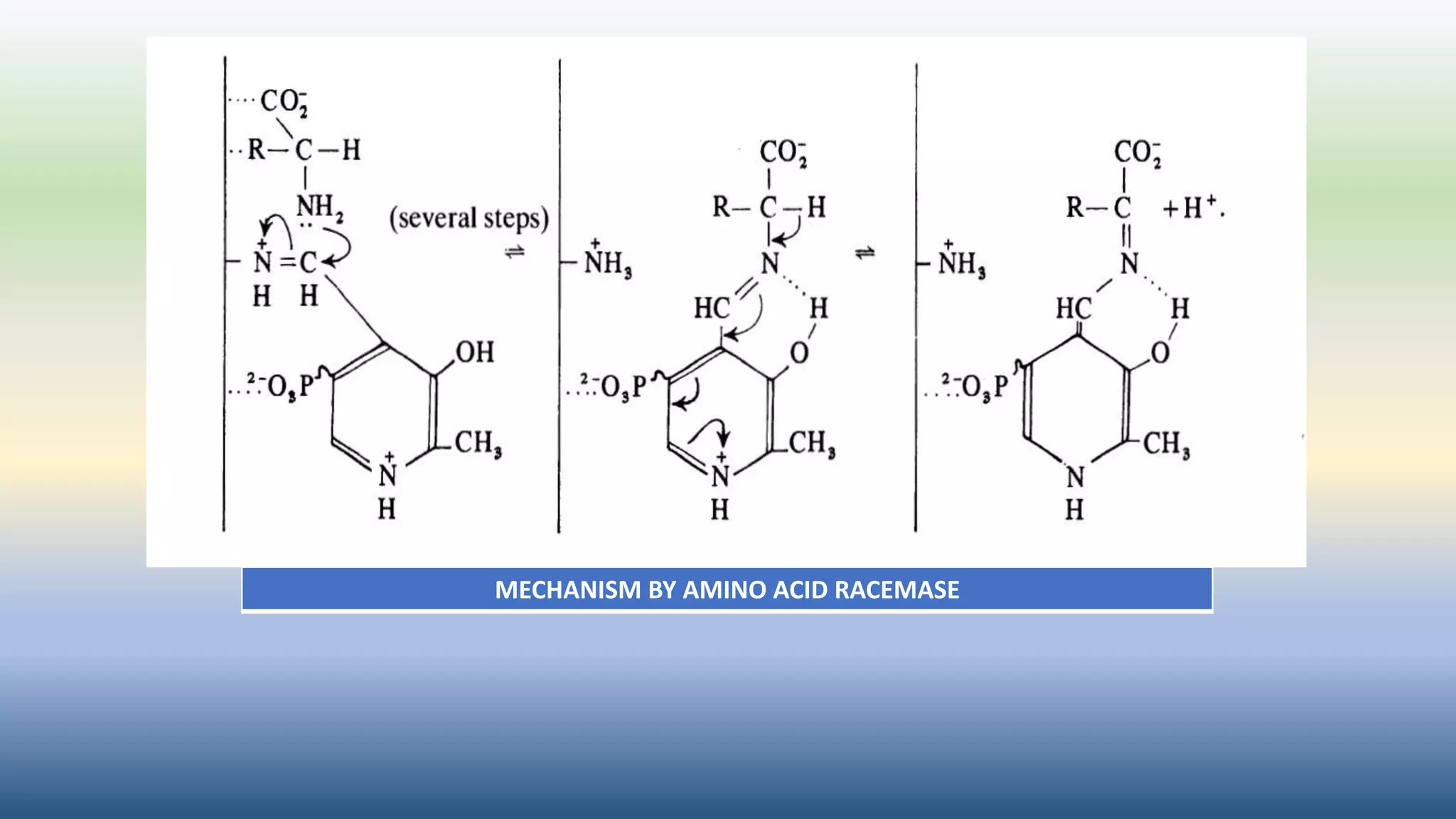 MECHANISM BY AMINO ACID RACEMASE
 